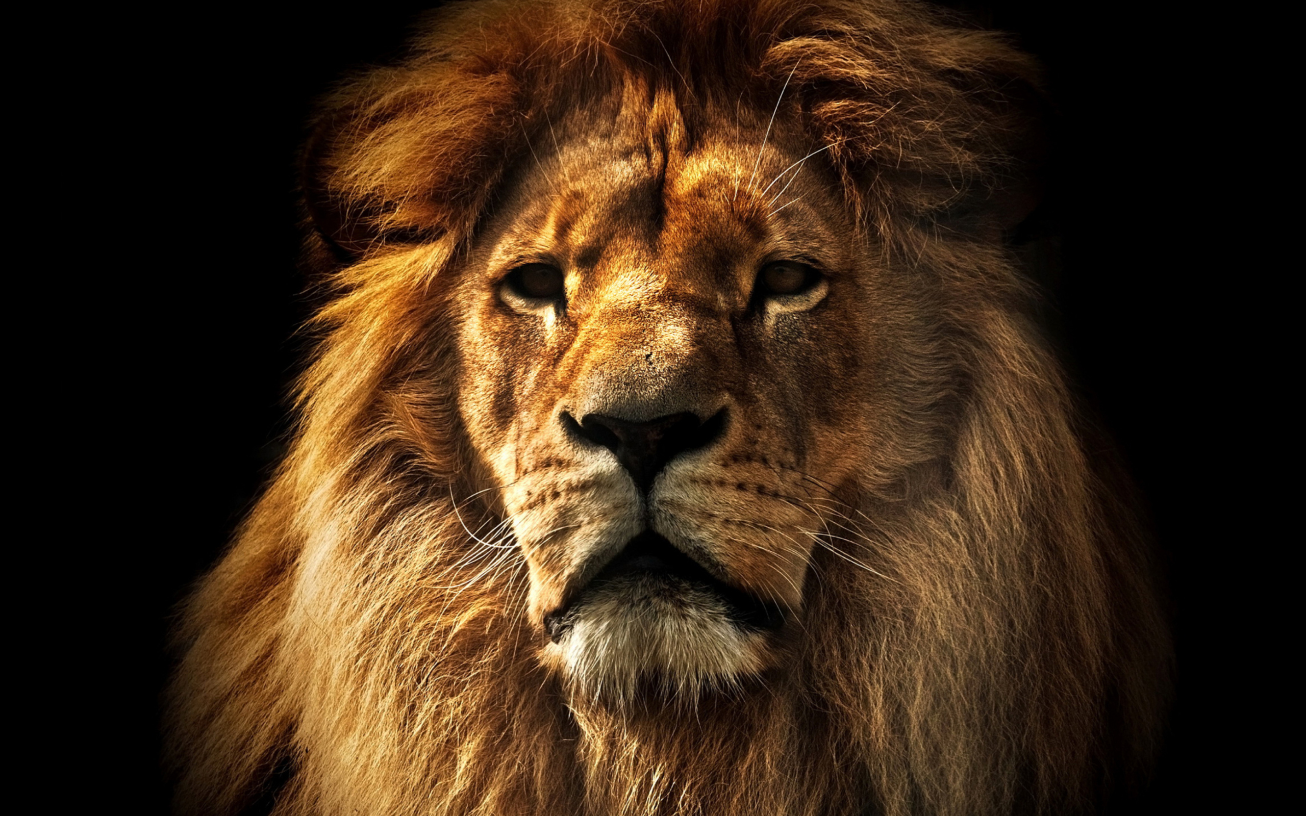 Lion wallpaper 2560x1600