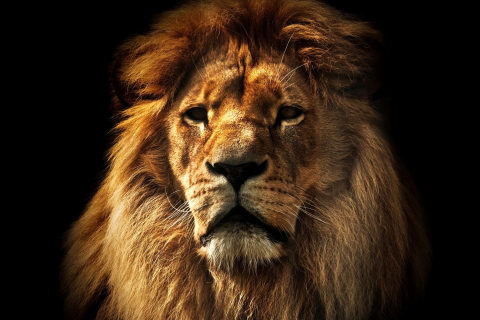 Das Lion Wallpaper 480x320