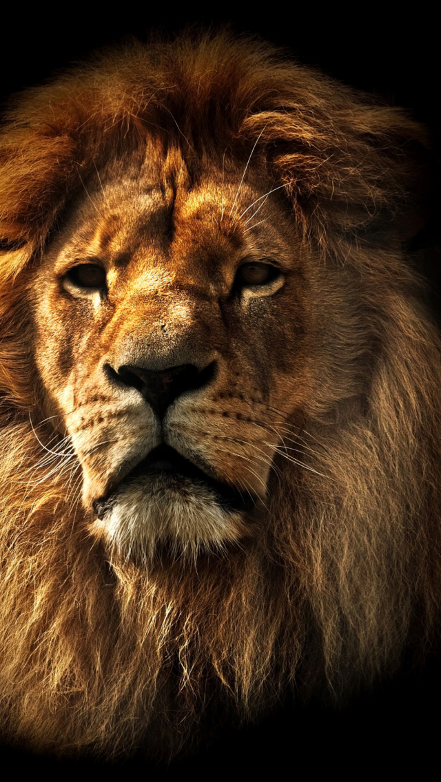 Lion wallpaper 640x1136