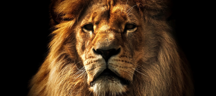 Lion wallpaper 720x320