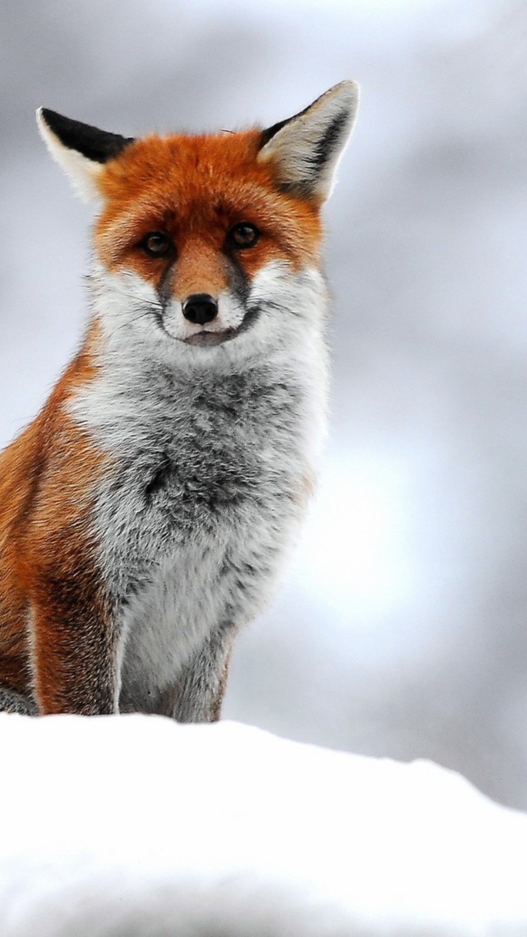 Sfondi Cute Little Fox 1080x1920