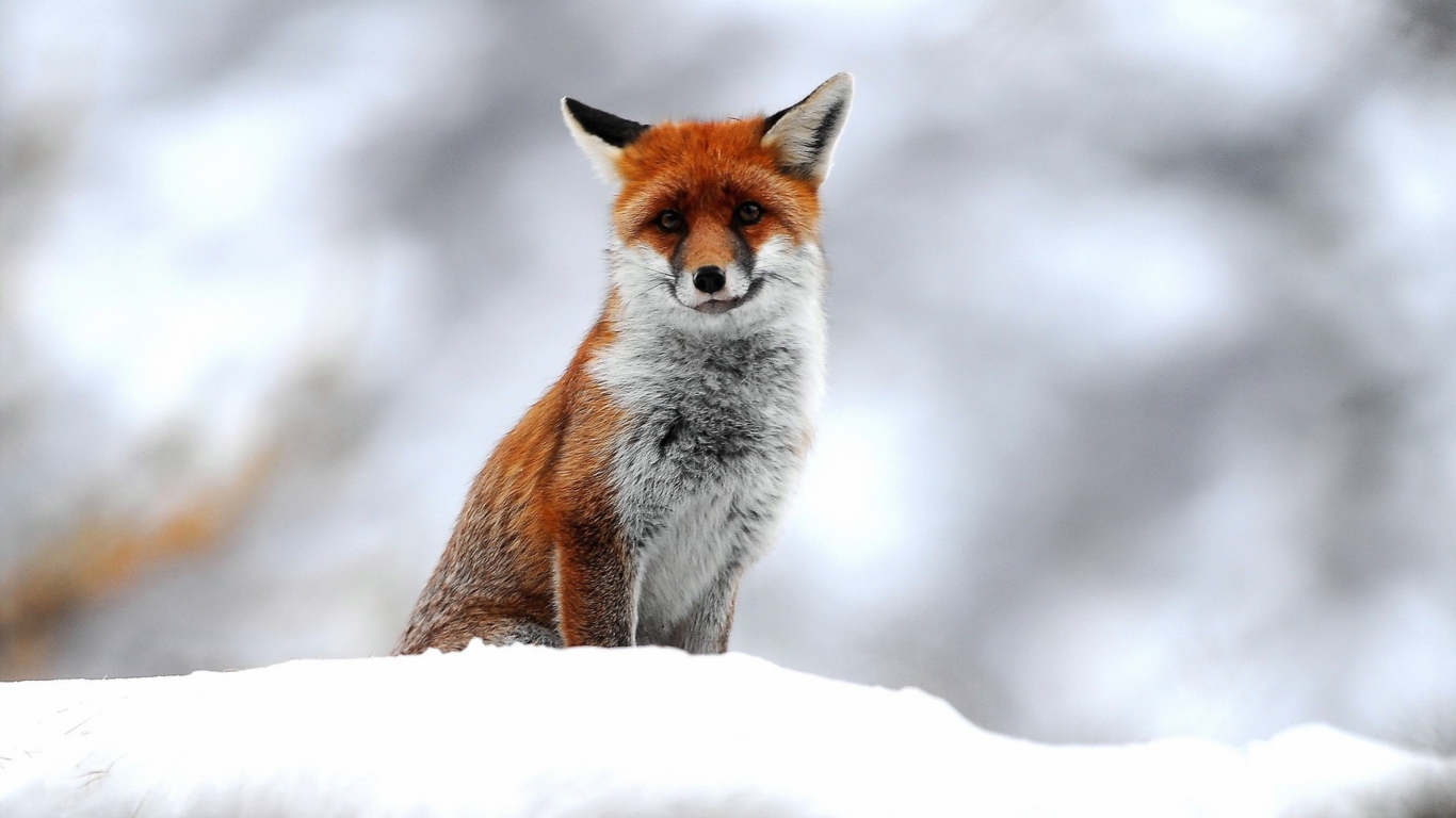 Cute Little Fox wallpaper 1366x768