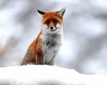 Cute Little Fox wallpaper 220x176