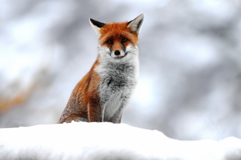 Das Cute Little Fox Wallpaper 480x320
