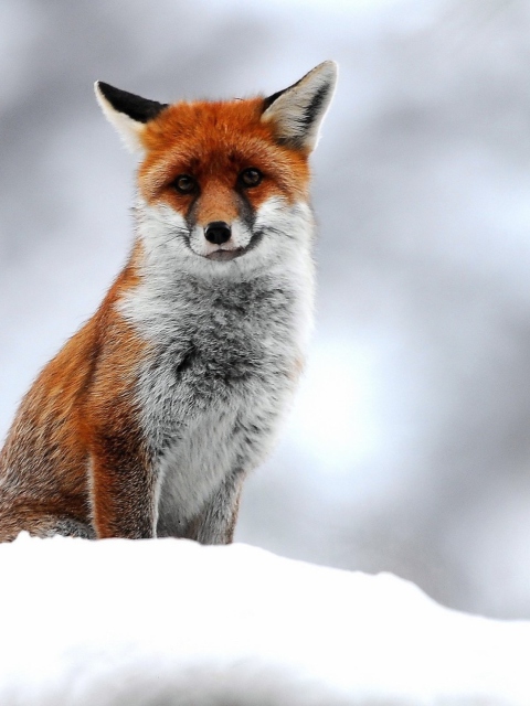 Sfondi Cute Little Fox 480x640