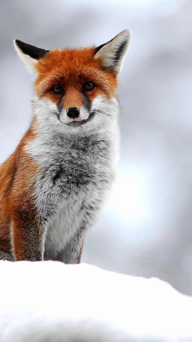 Das Cute Little Fox Wallpaper 640x1136