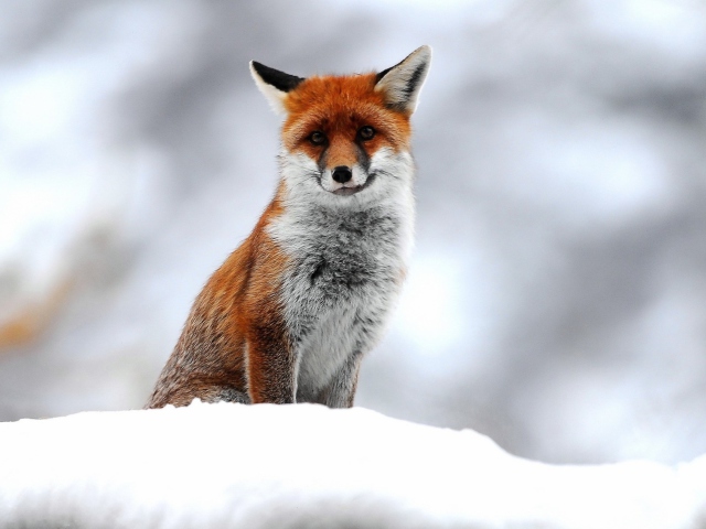 Cute Little Fox wallpaper 640x480