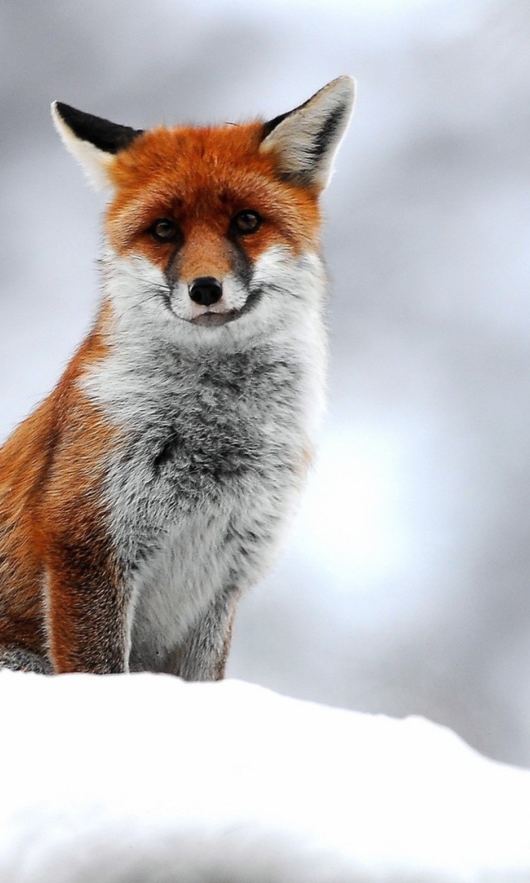 Fondo de pantalla Cute Little Fox 768x1280