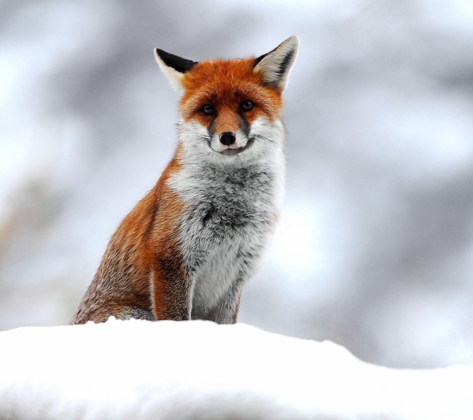 Das Cute Little Fox Wallpaper 960x854