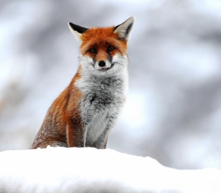 Cute Little Fox - Obrázkek zdarma pro 128x128