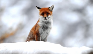 Cute Little Fox - Obrázkek zdarma pro 1200x1024