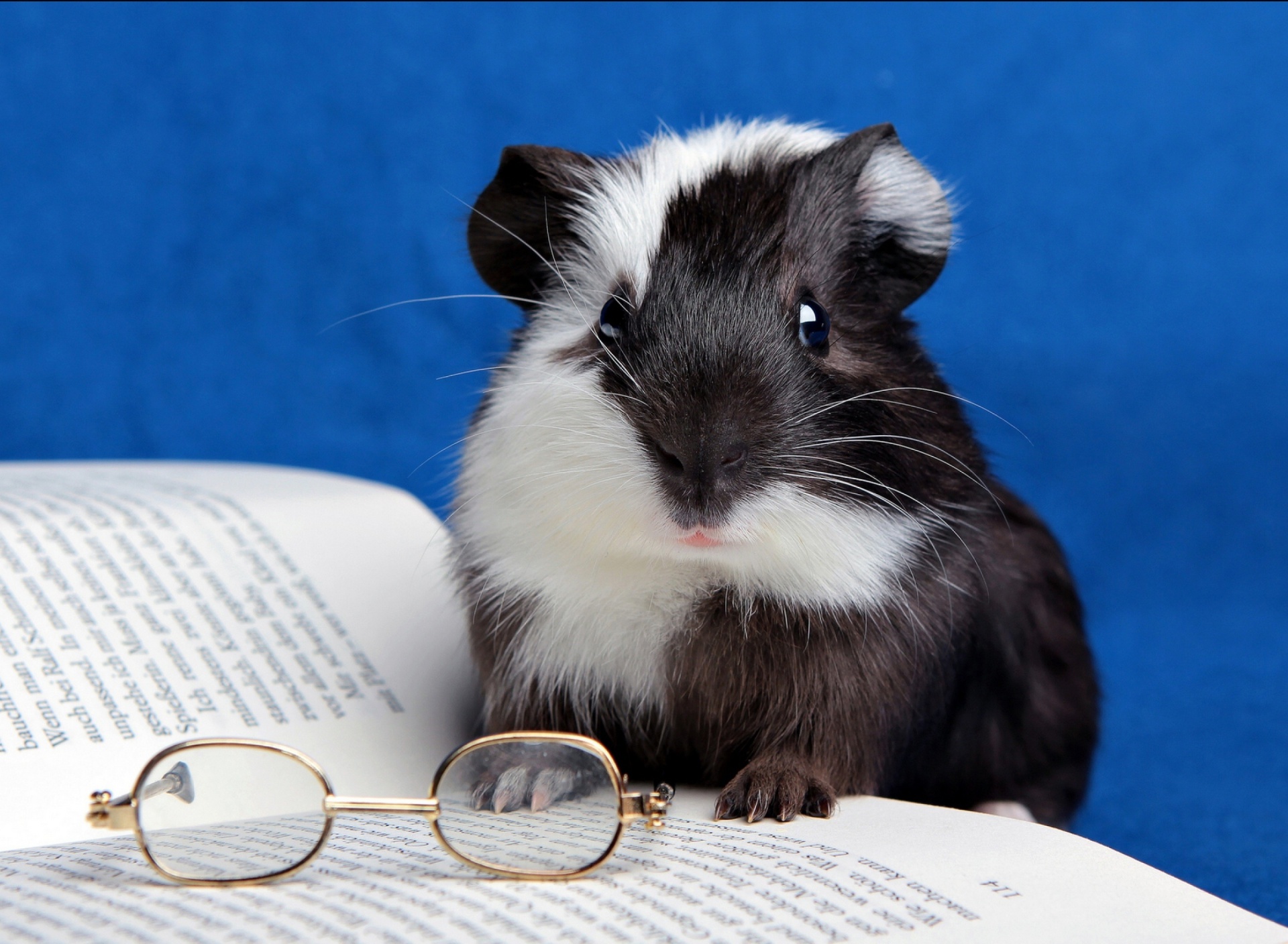 Guinea pig reads wallpaper 1920x1408