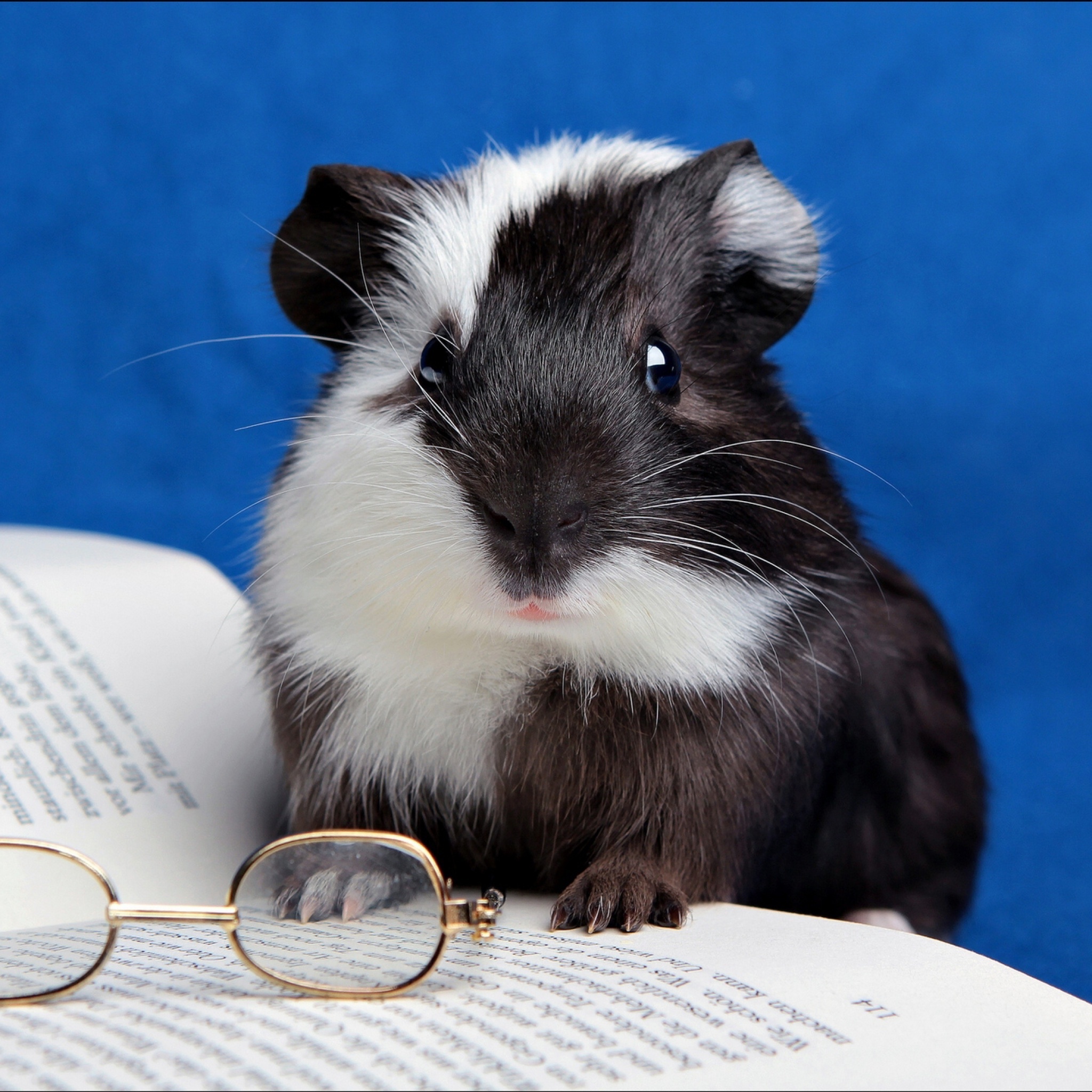 Guinea pig reads wallpaper 2048x2048