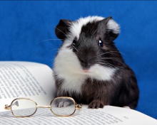 Guinea pig reads wallpaper 220x176