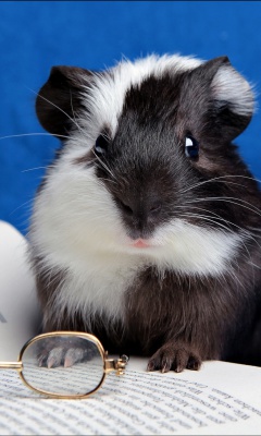 Das Guinea pig reads Wallpaper 240x400