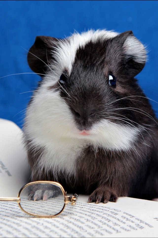 Das Guinea pig reads Wallpaper 640x960