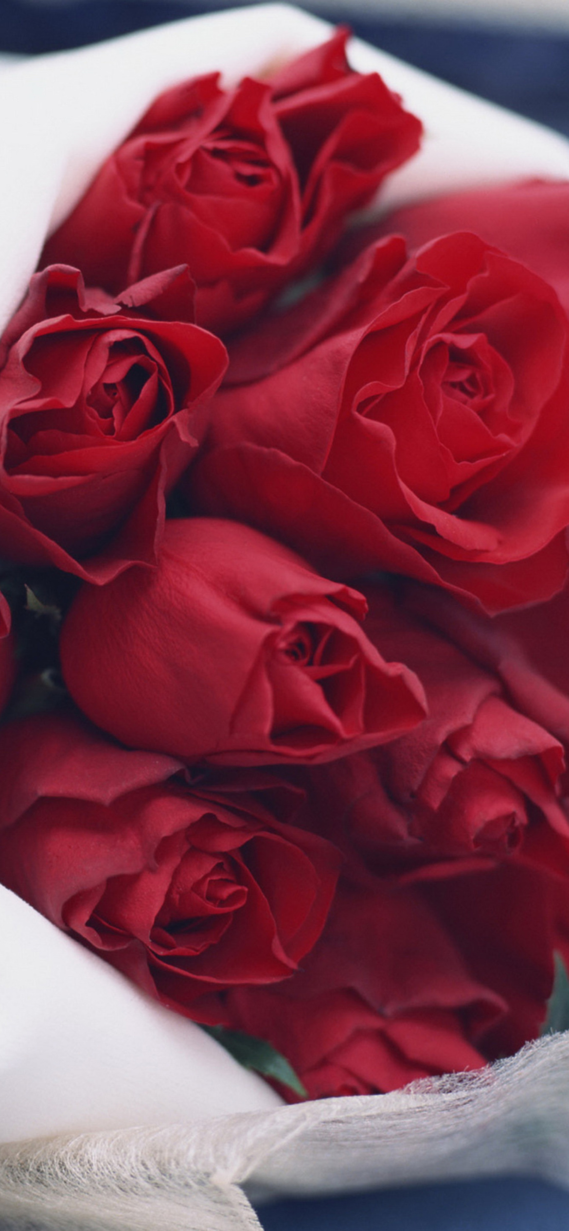 Bouquet Passion Roses wallpaper 1170x2532