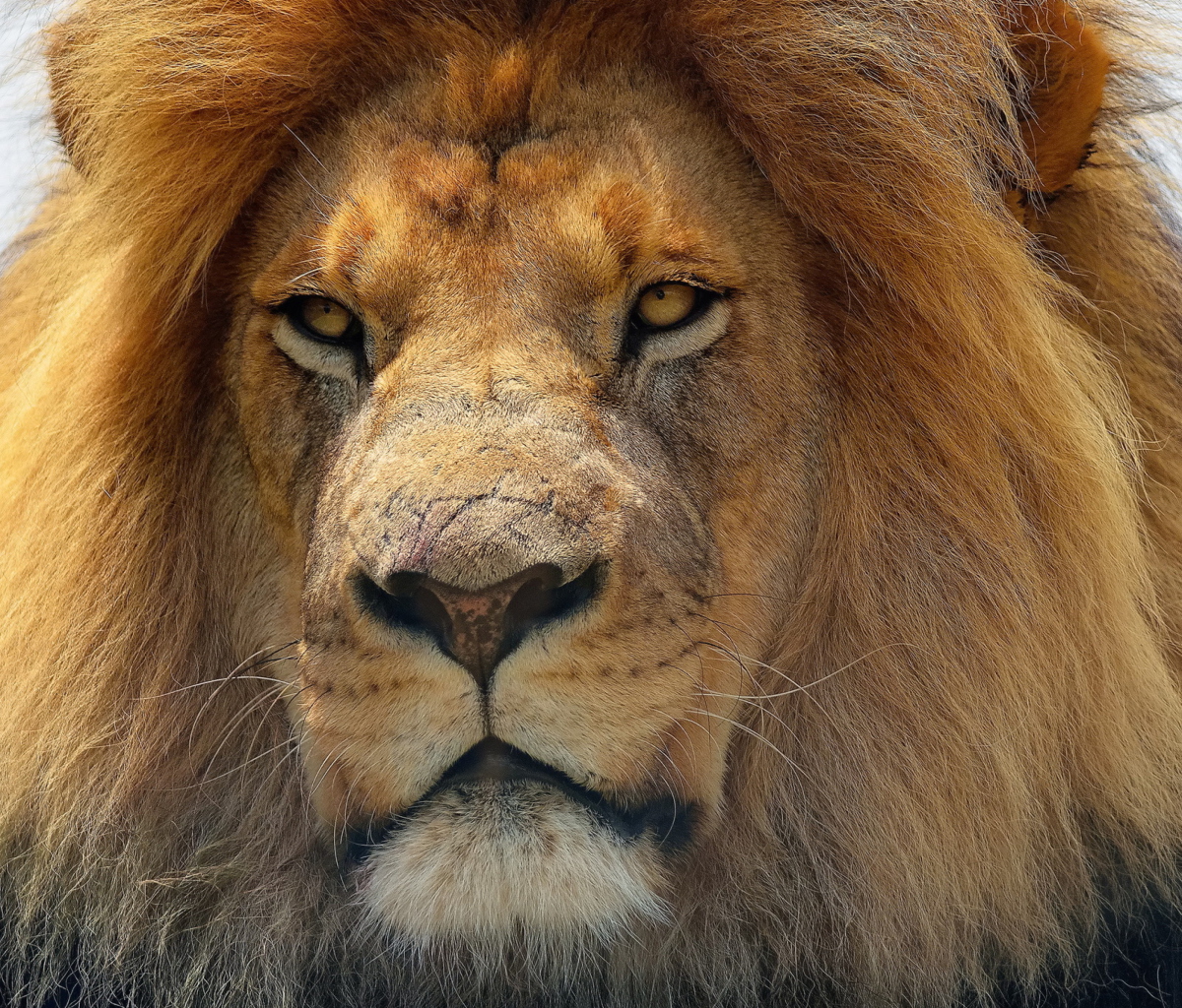 Sfondi Lion King 1200x1024