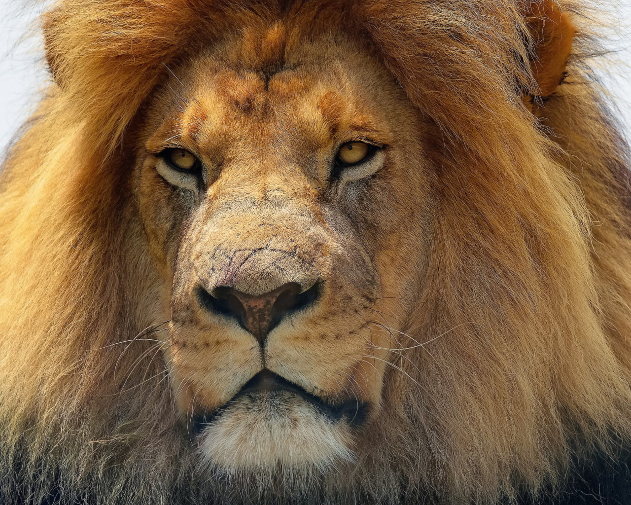 Fondo de pantalla Lion King 1280x1024