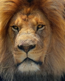 Fondo de pantalla Lion King 128x160