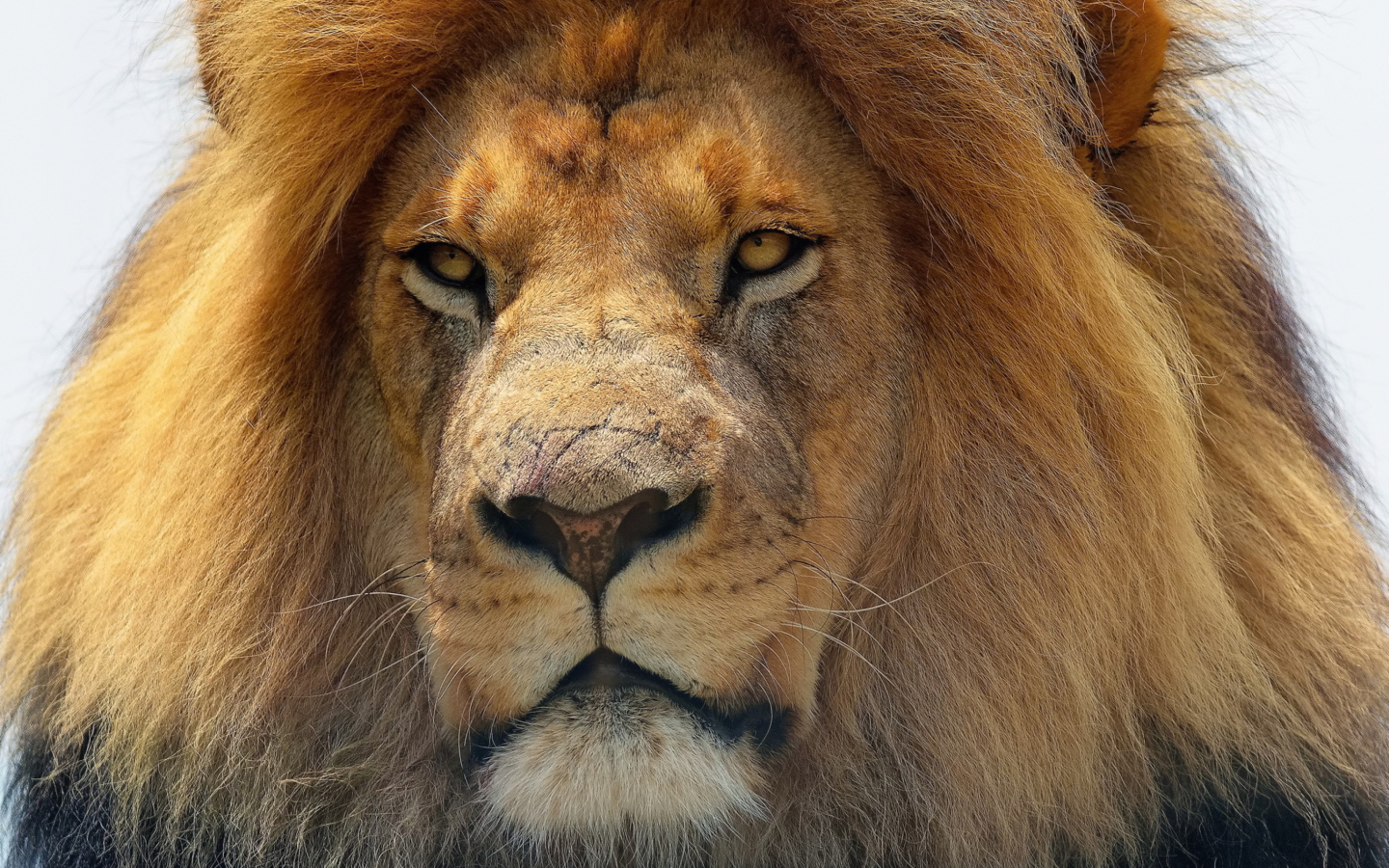 Das Lion King Wallpaper 1440x900