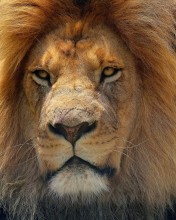 Das Lion King Wallpaper 176x220