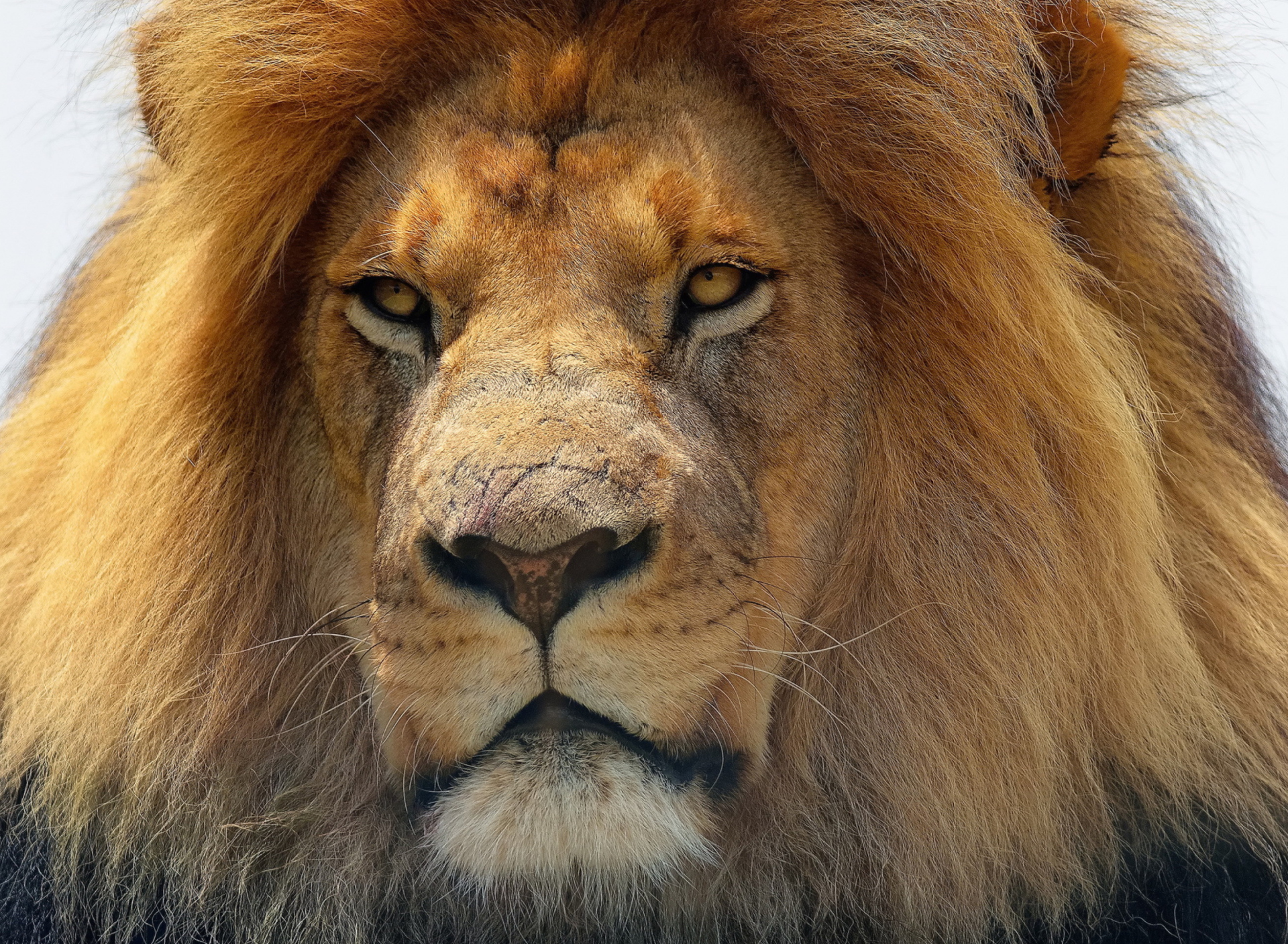 Fondo de pantalla Lion King 1920x1408