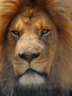 Sfondi Lion King 240x320
