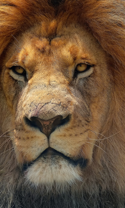 Sfondi Lion King 480x800