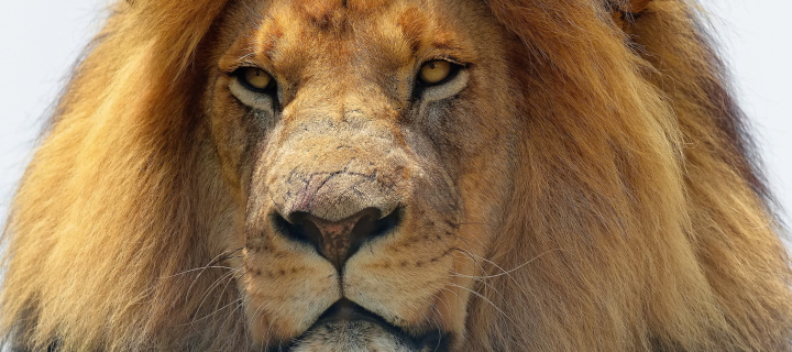 Das Lion King Wallpaper 720x320