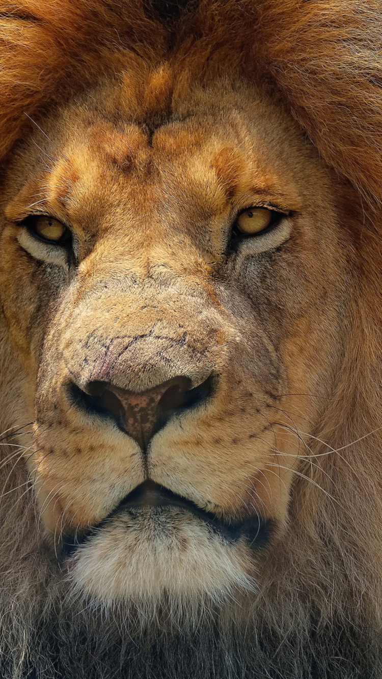 Fondo de pantalla Lion King 750x1334