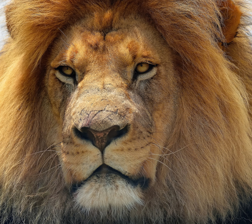Fondo de pantalla Lion King 960x854