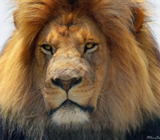 Lion King - Obrázkek zdarma pro iPad