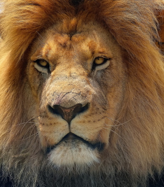Lion King - Obrázkek zdarma pro Nokia X6