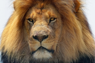 Lion King - Obrázkek zdarma pro 480x320