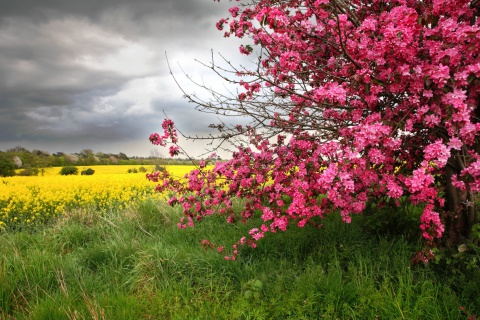 Spring Field wallpaper 480x320