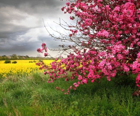 Fondo de pantalla Spring Field 480x400