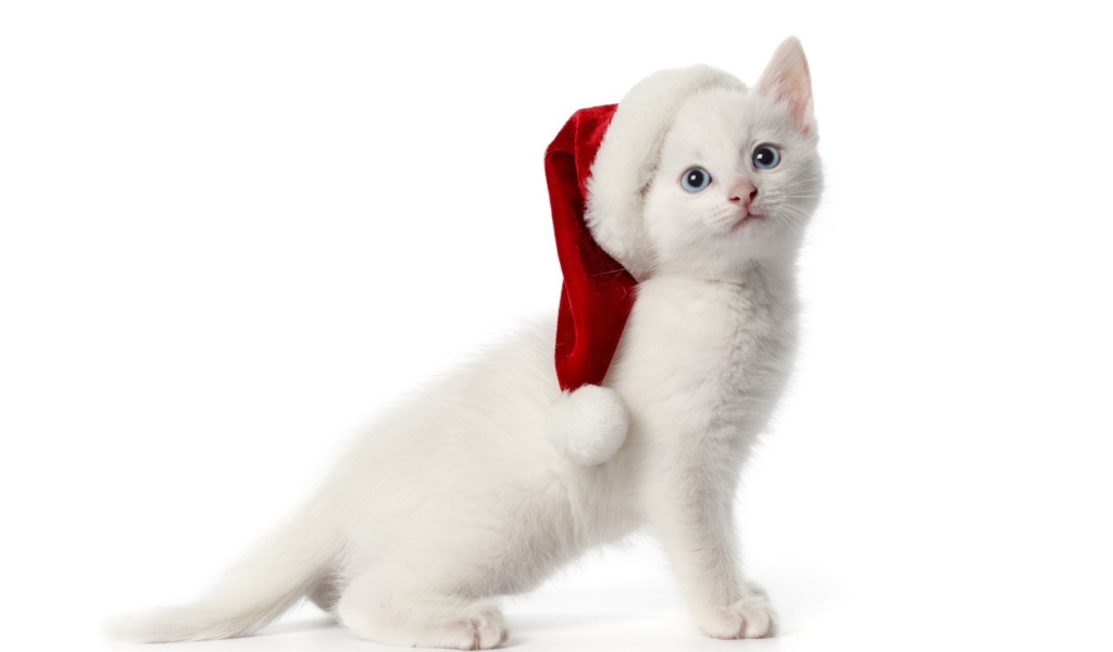 Das Christmas Cat Wallpaper 1024x600