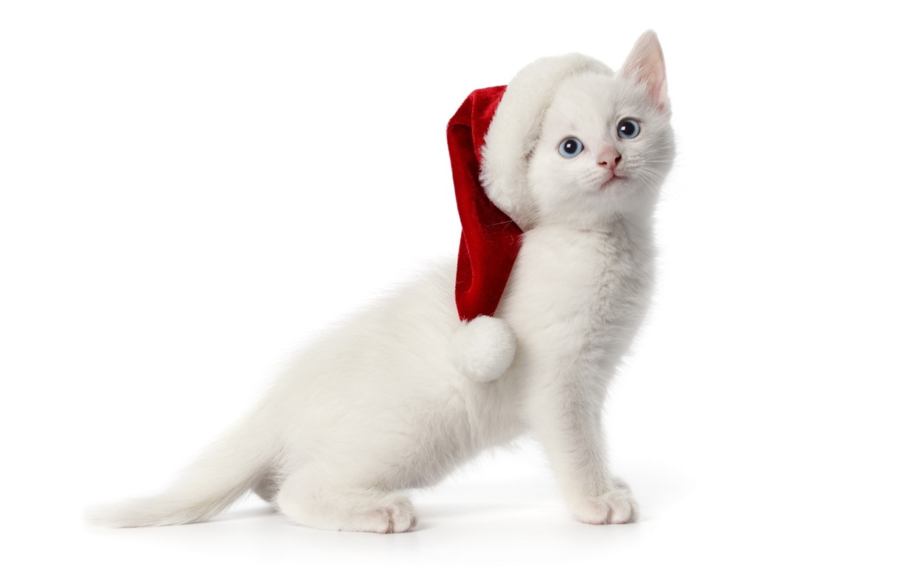Fondo de pantalla Christmas Cat 1280x800