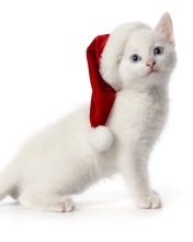 Обои Christmas Cat 176x220