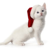 Fondo de pantalla Christmas Cat 208x208