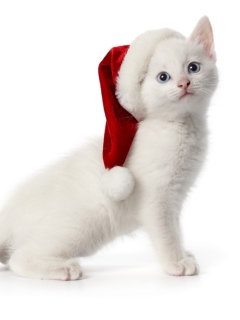 Обои Christmas Cat 240x320