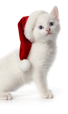 Fondo de pantalla Christmas Cat 240x400