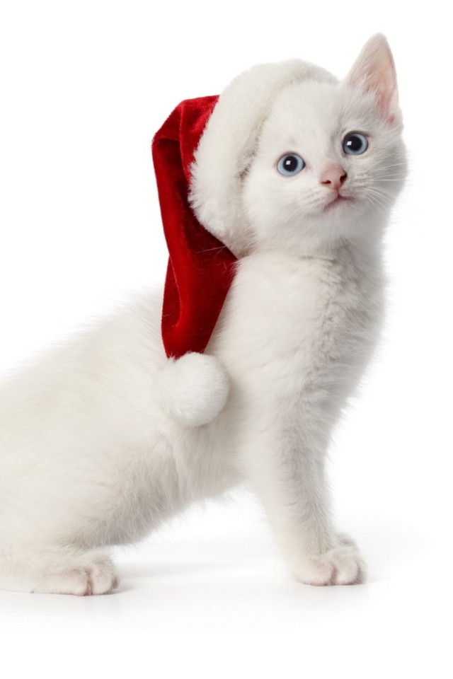 Das Christmas Cat Wallpaper 640x960
