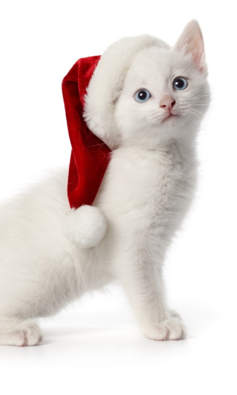 Fondo de pantalla Christmas Cat 768x1280