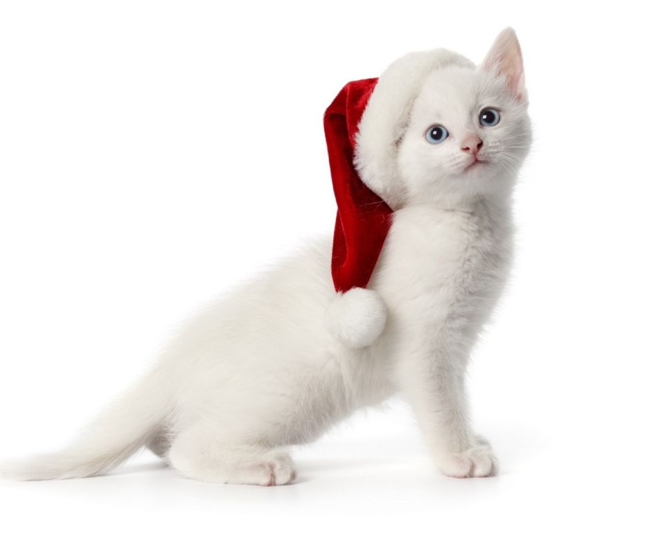 Das Christmas Cat Wallpaper 960x800