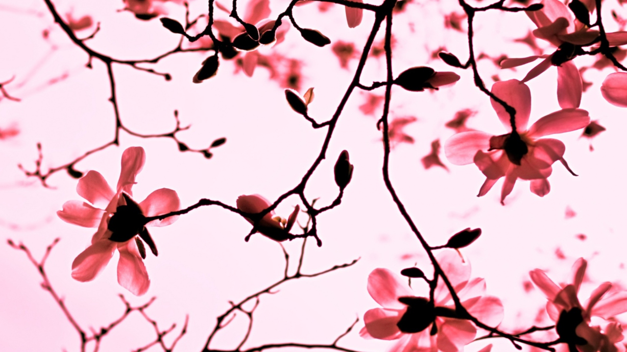 Das Magnolia Twigs Wallpaper 1280x720
