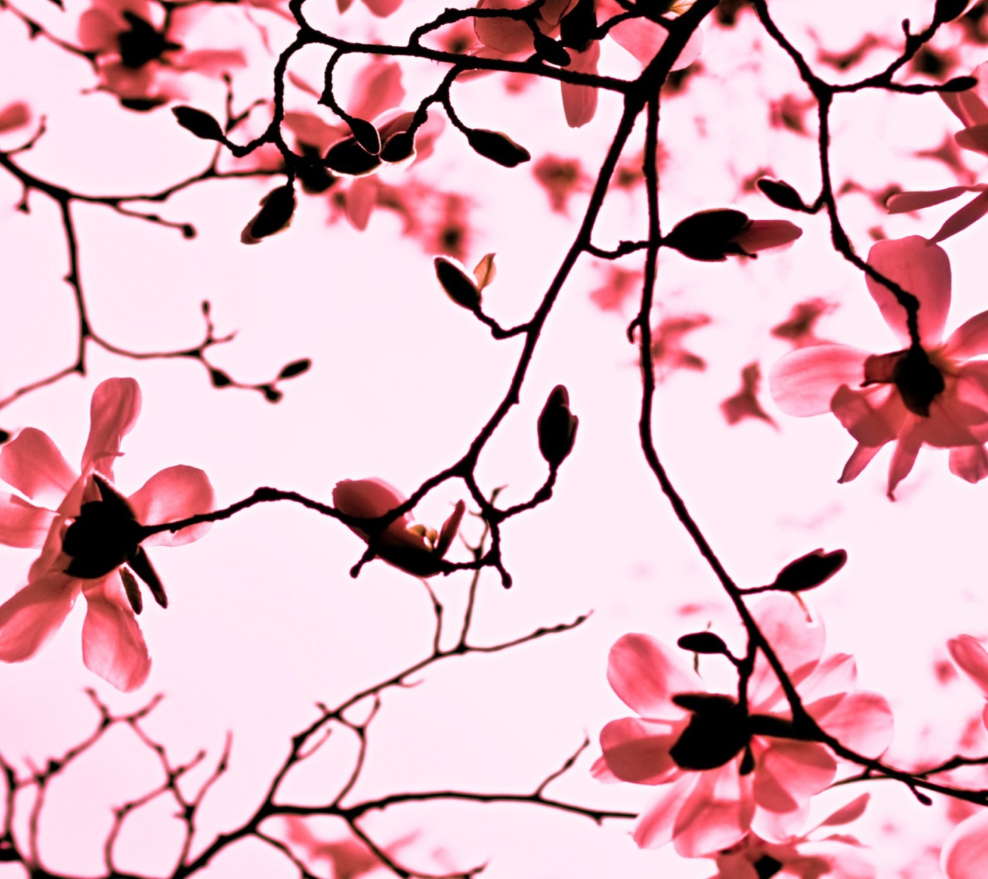 Magnolia Twigs wallpaper 1440x1280