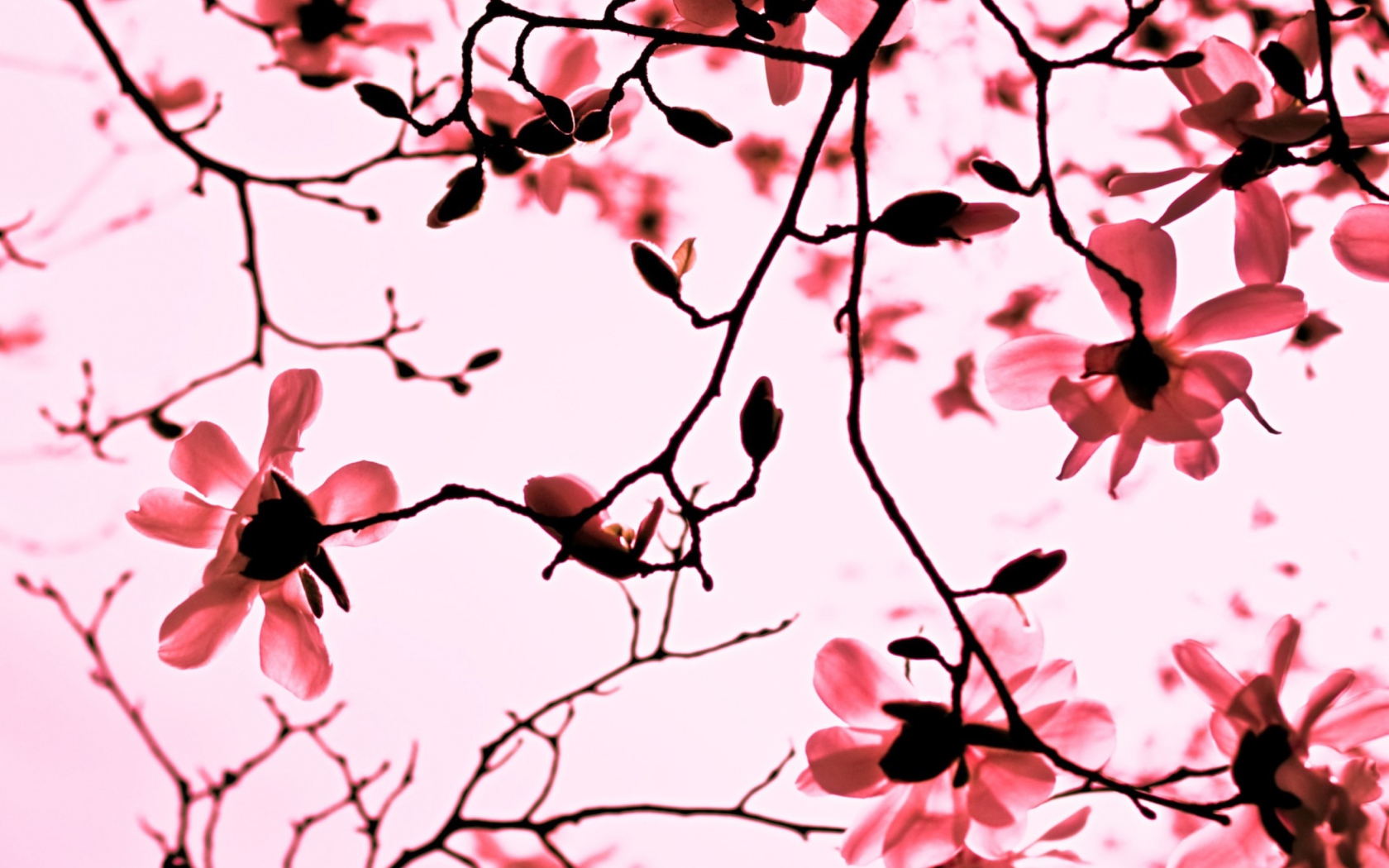 Fondo de pantalla Magnolia Twigs 1680x1050