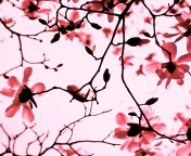 Das Magnolia Twigs Wallpaper 176x144